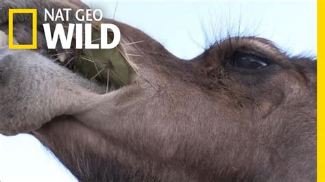 Revisiting a skill shown a few years back, i demonstrate how to make a water conatiner out of a prickly pear cactus pad. Camels Don't Mind Spines In Their Cacti | Nat Geo Wild ...