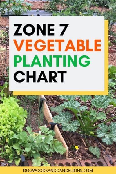 Determinate tomato varieties tend to ripen early. Zone 7 Vegetable Planting Chart - Dogwoods & Dandelions