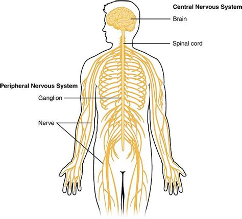 The collection of the peripheral nerve cells along. The Central Nervous System (CNS) | Structure, Functions ...