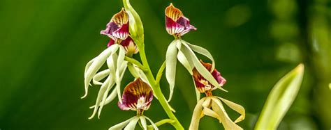 Maybe you would like to learn more about one of these? Our Favorite Orchids for South Florida | Living Color ...