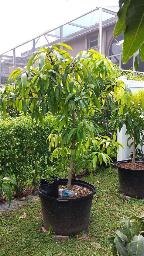 Choose a fruit tree or bush that can grow, mature, and ripen fruit within your growing season. Gorgeous 30+ Fruit Tree Container Gardening Ideas https ...