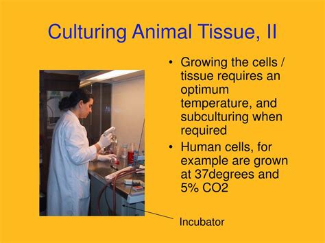 We did not find results for: PPT - Lecture 8 Plant Tissue Culture & Applications ...