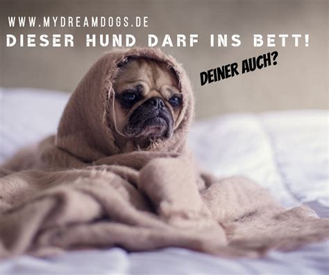 Sollte sich in den beiträgen auf dieser seite nicht das richtige finden lassen, frag doch einfach eben direkt hier im forum nach. Darf Euer Hund ins Bett? - MyDreamDogs