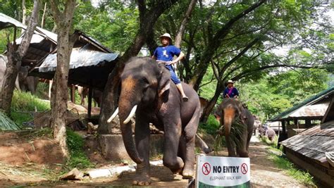 With dozens of elephant camps near chiang mai and chiang rai it can be hard to choose one, but hopefully our insight and experience below helps out. Private Tour Mae Rim Area Visite Elephant Camp, Tiger and etc.