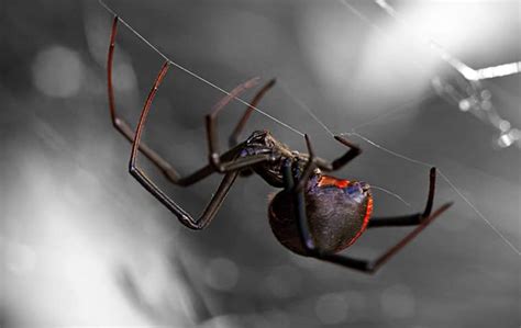 Keep in mind that black widow spiders often build webs in and around boxes and piles of clutter. Dangerous Spiders Invading Greater-Jacksonville Homes
