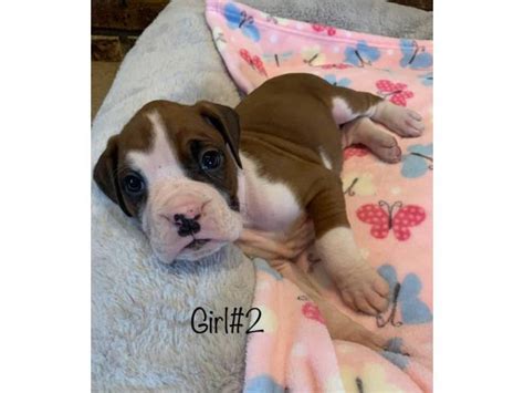 The boxer is a muscular dog that is happy,intelligent, and friendly. 5 boys and 4 girls adorable Boxer puppies in Northboro, Iowa - Puppies for Sale Near Me