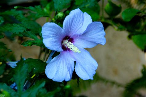 You can also prune a damaged or dying tree to prevent future decay and to promote new, healthy growth. Hibiscus 3 by david-luzi on deviantART | Hibiscus, Flower ...