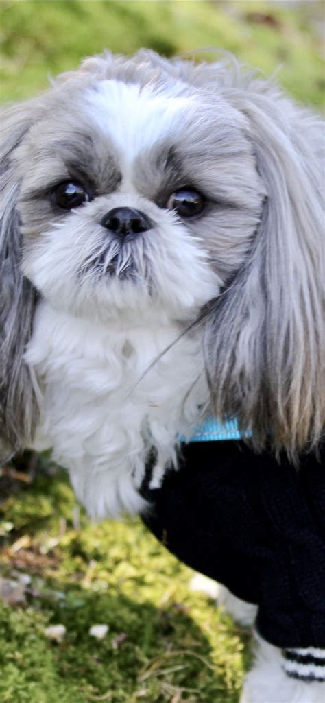 We have special categories for dogs, cats, exotic pets, and house pets. Pin by June Proctor on Shih tzu mommy likes in 2020 | Cute ...