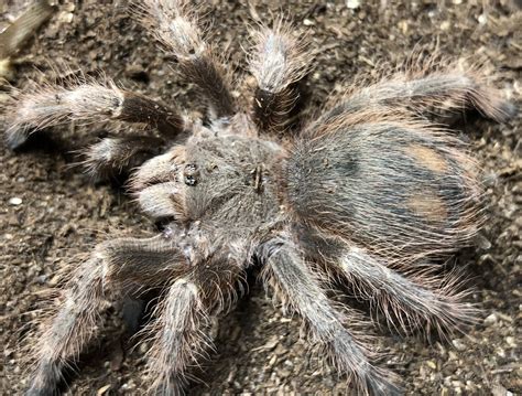 Nhandu tripepii was originally described as eurypelma tripepii by edouard dresco in 1984, then changed to hapalopelma tripeppi by robert raven in 1985. Nhandu tripepii • 3" ♀ female • Arachnoiden