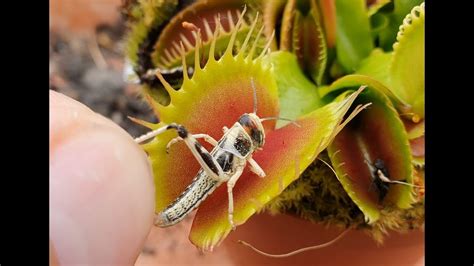 In a sense, venus flytraps can live indefinitely or forever (as long as conditions are favorable). Deadly Venus Flytrap Plant Eats 10 bugs - YouTube