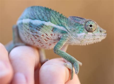 Be sure to research the specifics for your breed. Panther Chameleons For Sale - Chromatic Chameleons