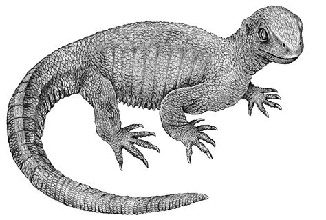 Pappochelys was a small creature and the holotype fossils were recovered from what appears to have been lake sediment.‭ ‬ the bones of pappochelys also show thickening which would have made them. Pappochelys - Wikipedia, la enciclopedia libre