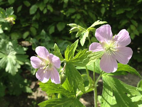 È una leguminosa spontanea presente in tutto il nostro territorio soprattutto nelle boscaglie e nelle scarpate, preferibilmente su suoli calcarei. geranium sylvaticum 'Ice Blue'. | Fiori, Piante, Orto