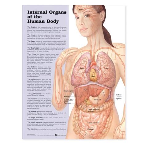 Diagram internal organs anatomy human body stock image. Amazon.com: Internal Organs of the Human Body Anatomical ...