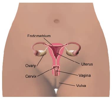 We have surgeries to remove all female parts the moment we're done having kids. Female reproductive system