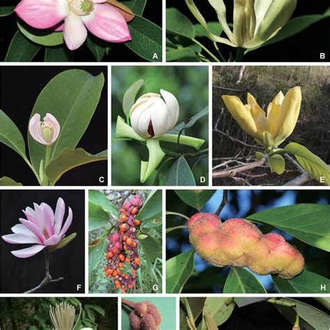 Based on the nature of the embryo in the seed, angiosperms are again divided into the following two types:monocotyledonous anddicotyledonous plantsmonocotyledonous plantsmonocotyledon is commonly. Magnolia kachinensis. A. Terminal bud. B. Apical view of ...