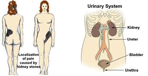 The female reproductive system is responsible for producing the female gamete, also known as the ovum or egg (1). Pin on Herbal