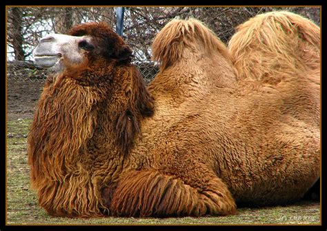 The bactrian camel is the biggest animal in its native range. New contest:Endangered species | It's A Zoo Out There ...