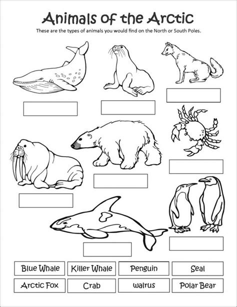 Outline arctic animals coloring page. Printable Arctic Animal Coloring Pages in 2020 | Arctic ...