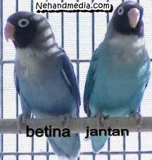 Gambar bentuk ekor pleci jantan paling keren. Perbedaan Burung Lovebird Jantan Dan Betina Dijamin Akurat ...