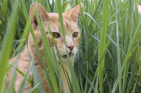If your cat is eating grass every day or vomiting blood, there is definitely cause for concern. Why Do Cats Eat Grass? What You Need to Know