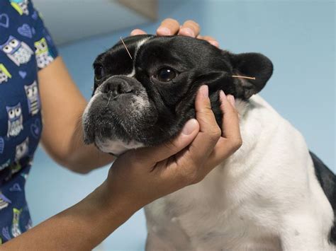 75% of cats and kittens that enter shelters are euthanized, a horrific statistic that could be drastically lowered by responsible pet ownership. Pet Acupuncture in Nashville TN | Richland Animal Clinic