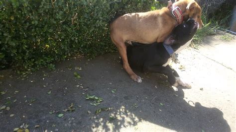 Enjoy our hd porno videos on any device of your choosing! Two little dogs fighting with each other - YouTube