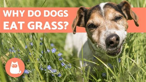 A species thousands of years old, dogs are scavengers who will eat anything and everything. Why do Dogs Eat Grass? 🐶 Is it SAFE? - YouTube