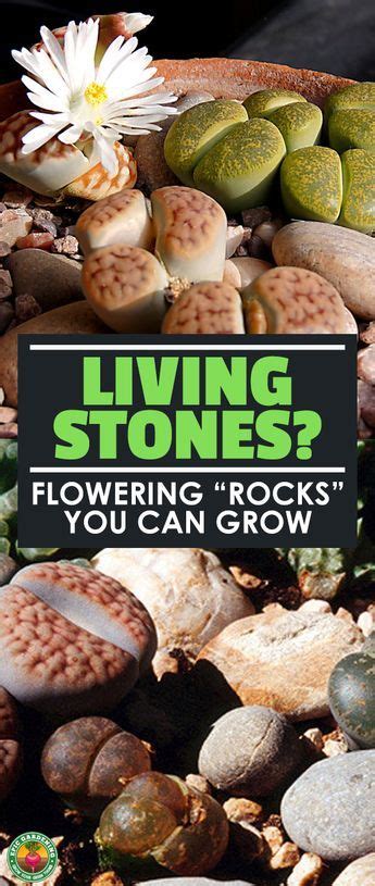 As a general rule, fast growing species should be repotted every two to three years and slow growing species every three. Crazy Flowering Rocks? Grow Your Own Living Stones! (With ...