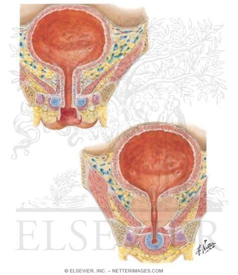 Male reproductive system lesson 0405 tqa explorer. Urinary Bladder: Female and Male