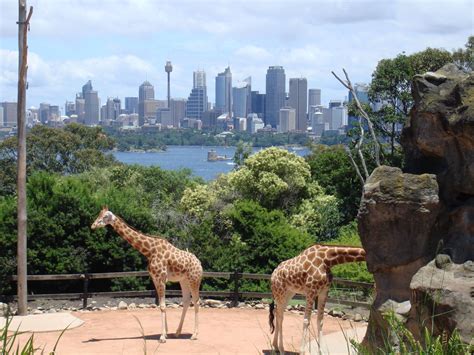 House orientation is the strategy of designing and siting your home to harness the natural advantages of your land. Best view in the house - Sydney Zoo, Sydney Australia ...