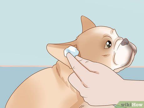 How to clean french bulldog ears? 3 Ways to Clean a French Bulldog's Ears - wikiHow Pet