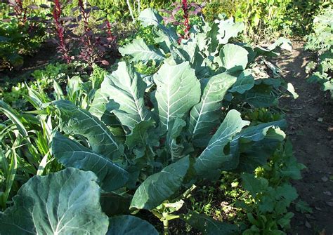 ✓ free for commercial use ✓ high quality images. Romanesco anbauen, Anleitung (Italienischer Kohl ...