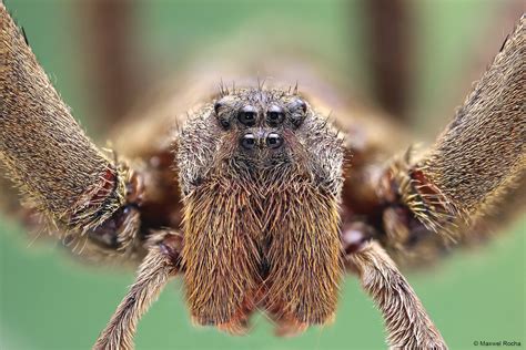 A aranha armadeira é um aracnídeo realmente muito interessante. no link abaixo veja como se defende uma armadeira