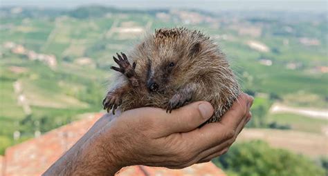 È un animale molto adattabile che vive nei boschi, nei campi. Ricci: quando un veterinario fa della loro salvaguarda la ...