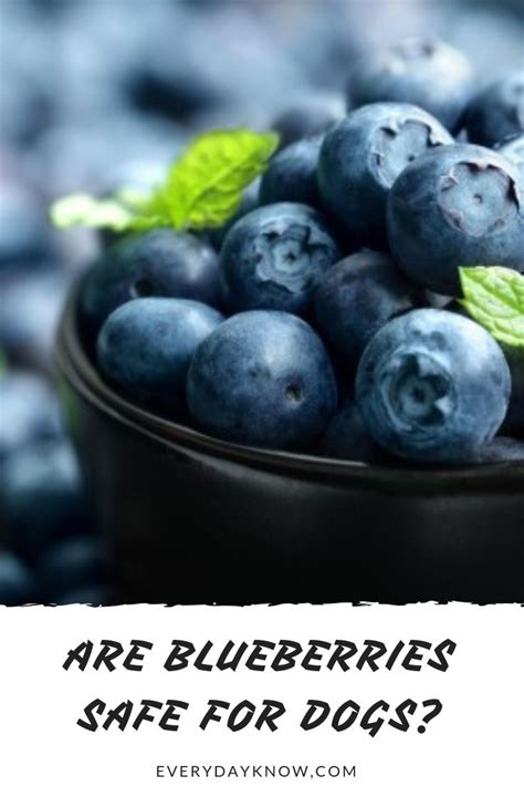 We did not find results for: Are Blueberries Safe for Dogs? | Blueberry, Yummy snacks, Food