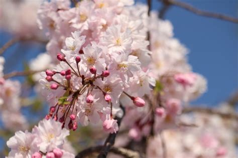 【さくら カンタービレ 】 3月27日は桜の日 「初桜 折りしも今日は よき日なり」(松尾芭蕉の句） 海上自衛隊は、初桜から桜花爛漫まで、各地の桜をお届けします。 満開の桜をお届けできる日は、そう遠くなさそうです! 桜花賞2018の予想分析…アンコールプリュに秘めた逆転の三要素
