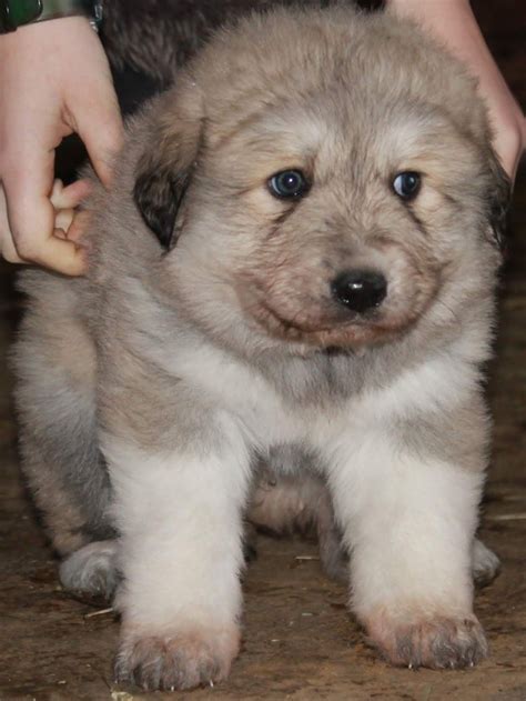 Pups are vet checked and ha. German Shepherd Golden Retriever Mix Puppies For Sale Near Me