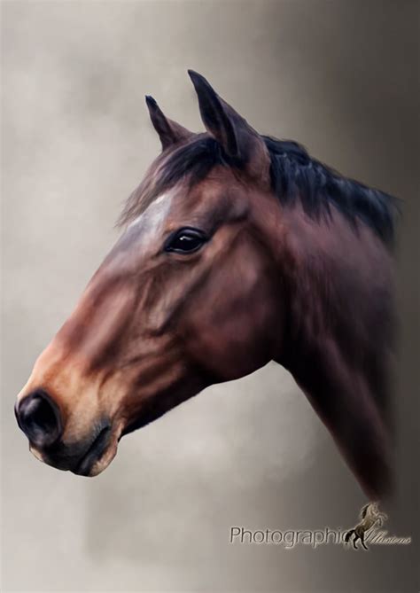 Buckshot horse page with past performances, results, pedigree, photos and videos. Head Shot - Photographic Illusions