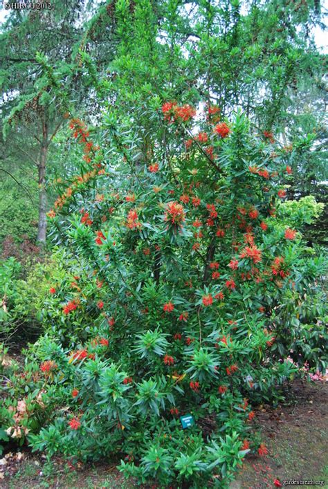 This amazing plant is a small tree with vibrant mandarin orange flowers in june. Embothrium coccineum var. lanceolatum 'Norquinco Valley ...