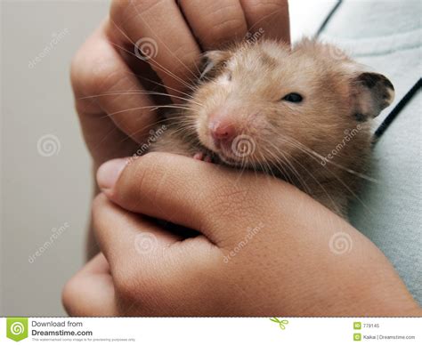 Download royalty free photos, videos and music. Hamster Picture 835 1000 Jpg : Efficacy Of Pd 1 Blockade ...
