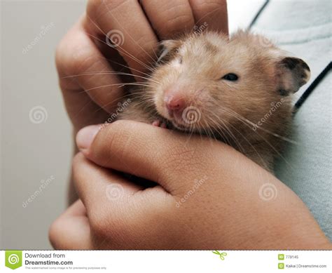 Hamster picture 835 1000 jpg / hamster looking at camera high res stock ph… Hamster Picture 835 1000 Jpg : Efficacy Of Pd 1 Blockade ...