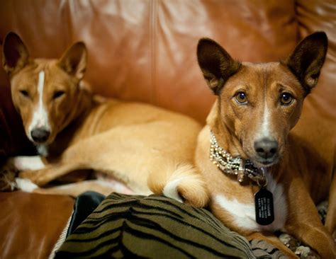 Any purchases made from club members are not guaranteed by the basenji club of america. Basenji's in Texas! | Basenji dogs, Dogs, Puppies