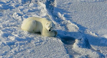 L'ours polaire est un grand mammifère carnivore de la famille des ursidés. L'ours polaire à la diète forcée à cause de la fonte de la ...