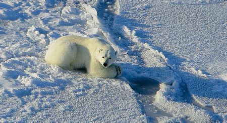 Explorez les ours polaires au groenland avec cette croisière unique sur la mer de baffin proposée par la compagnie du ponant. L'ours polaire à la diète forcée à cause de la fonte de la ...