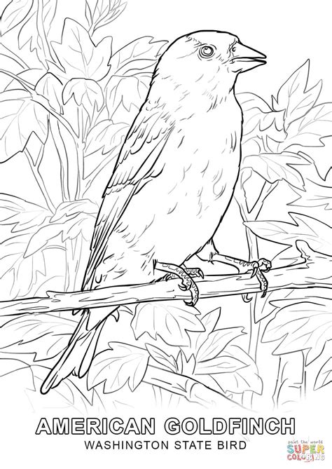 Louisiana purchase coloring sheets bayou pages state flower page. Washington State Bird coloring page | Free Printable ...