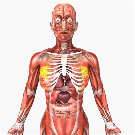 The human body generates an average of 330 btus eve. 3D model Human Female Anatomy | CGTrader