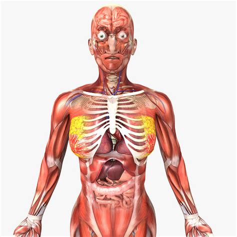 Educational anatomy chart infographics of human internal organs, female body, cartoon vector illustration isolated on white background. Female Anatomy - Rigged 3D model | CGTrader