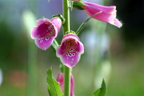 Maybe you would like to learn more about one of these? Flower in Colonial Williamsburg | Joel Sandler | Flickr