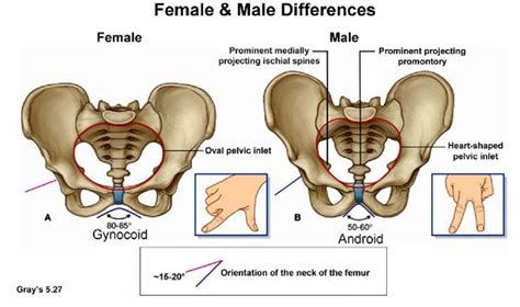 The bony pelvis & gender differences in pelvic anatomy. 9 best Anatomy images on Pinterest | Human anatomy, Human ...